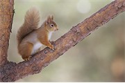 Red Squirrel (Sciurus vulgaris) on pine branch. Scotland. February 2008.